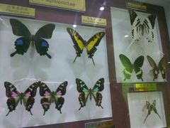 -上海昆虫博物馆