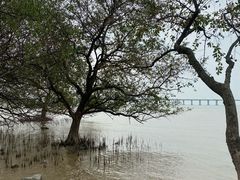 -宝安西湾红树林湿地公园