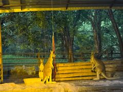 -清迈夜间动物园