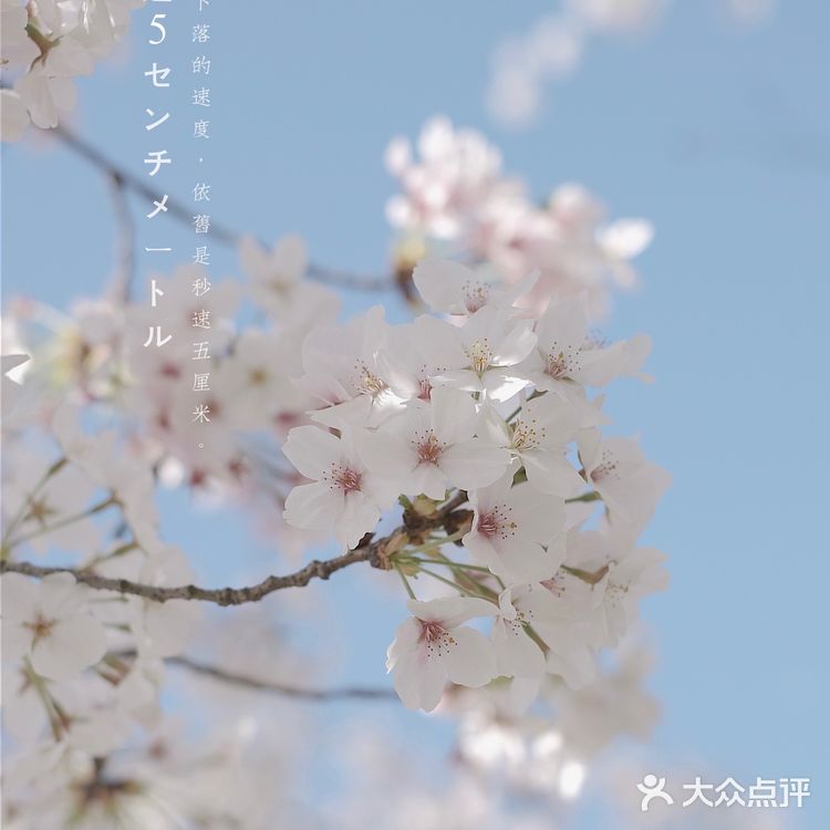 苏城浪漫樱花实录🌸