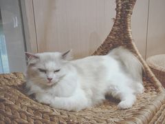 -瞄一喵猫咖(格力海岸店)
