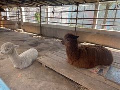 -南宫五洲植物乐园