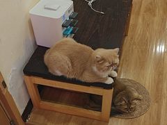 -滚猫咖啡·猫咖·猫友好撸猫(未来城店)