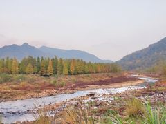 -小芝红树林