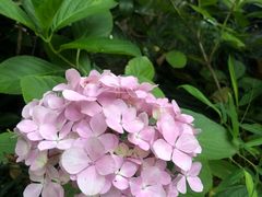 -家烧面馆【南山路知名经典面食】