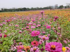-贡湖湾湿地公园