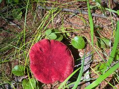 -莫尔道嘎国家森林公园