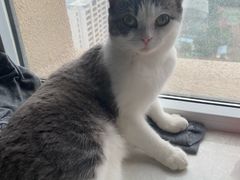 -佳怡动物医院·平价24小时·猫专科骨外科