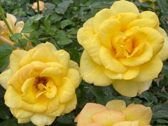 -人民公园(罗湖区)