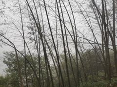-长沙黑麋峰国家森林公园