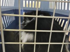 -酷宠动物医院(天通西苑店)