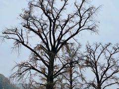 -千年银杏谷文化旅游区