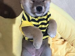 -逗柴咖啡屋·狗咖猫咖宠物桌游