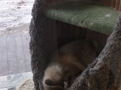 -糯米喵星人总部直营旗舰店·猫舍·幼猫出售