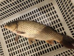 -阿五黄河大鲤鱼(纬三路店)