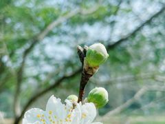 -杭州植物园