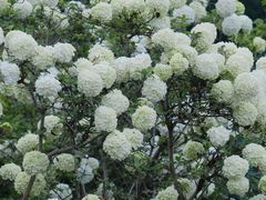 -大龙山(地铁站)