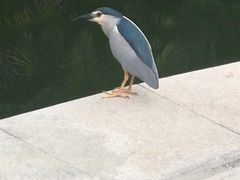 -三亚亚龙湾雅高铂尔曼别墅度假酒店