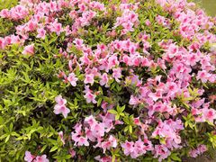 -铁山坪森林公园