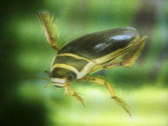 -上海昆虫博物馆