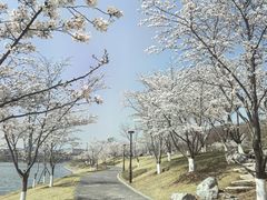 -羊山湖公园