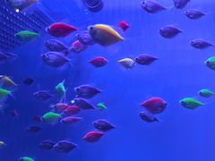 -华夏文旅海洋公园