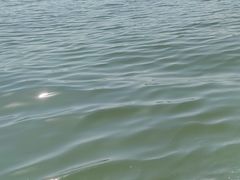 -西湖外事游船(花港观鱼码头)