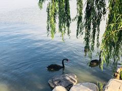 -天津东丽湖风景区