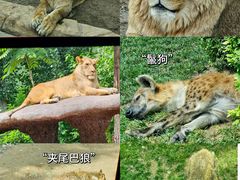 -北京野生动物园