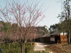 -秀丽东方