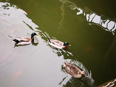 -华雅花园大酒店