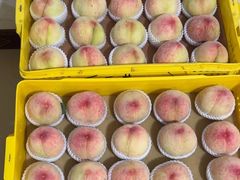 -老袁家蜜桃农场·阳山水蜜桃