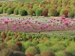 -径山花海