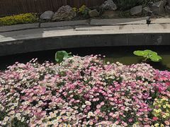 -汤宴·参须肚包鸡(南京路店)