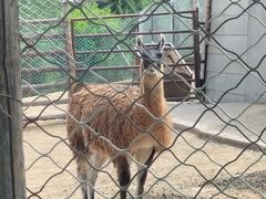 -青藏高原野生动物园