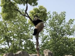 -上海野生动物园