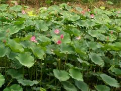 -尚水元休闲自助餐厅(中央城店)