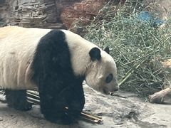 -石家庄市动物园