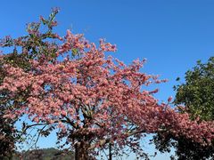 -风云岭森林公园