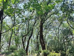 -上海佘山国家森林公园天马山园