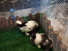 -广州融创花间堂悦雪酒店-花间食西餐厅