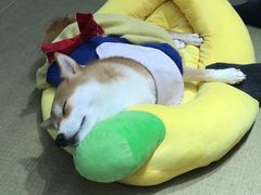 -逗柴咖啡屋·狗咖猫咖宠物桌游