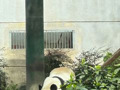 -成都动物园