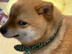 -逗柴咖啡屋·狗咖猫咖宠物桌游