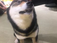 -逗柴咖啡屋·狗咖猫咖宠物桌游