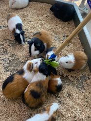 -未来动物城主题公园(正弘城店)