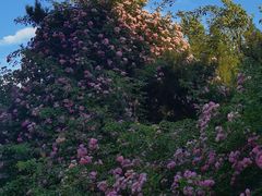 -奥林匹克森林公园北园-停车场