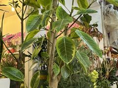 -双季花艺园艺市场(浦东店)