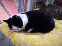 -喵屿·大理花园猫咖