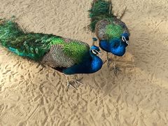 -秦皇岛野生动物园